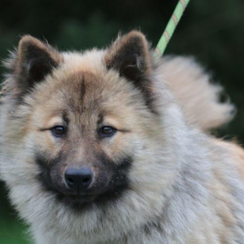 Femelle adulte eurasier #2