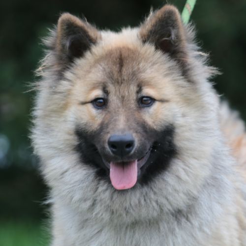Femelle adulte eurasier #3