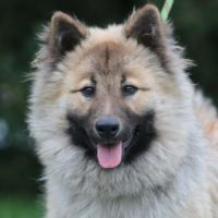 Femelle adulte eurasier #3