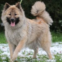 Femelle adulte eurasier