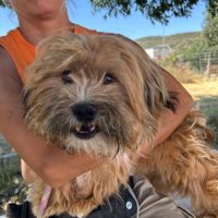 Leon, adorable petit chien d '1 an