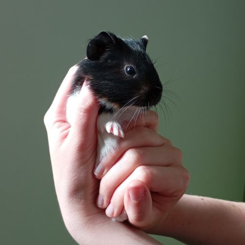 Adorable bébé cherche famille aimante