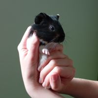 Adorable bébé cherche famille aimante