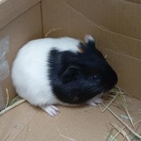 Adorable bébé cherche famille aimante #2