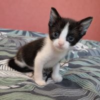 Petite groseille #0