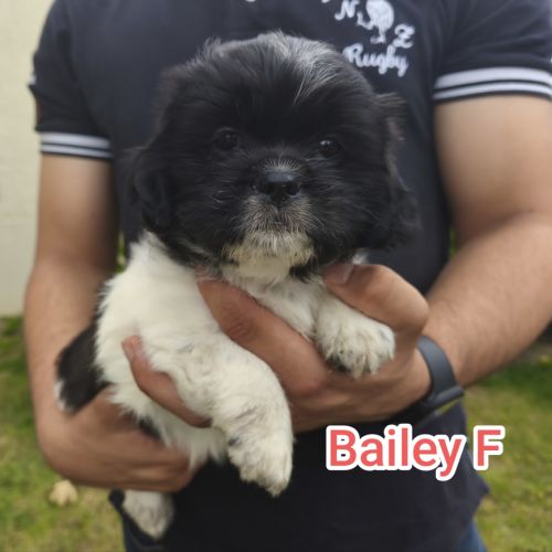 Chiots croisés épagneuls breton /shih-tzu #1