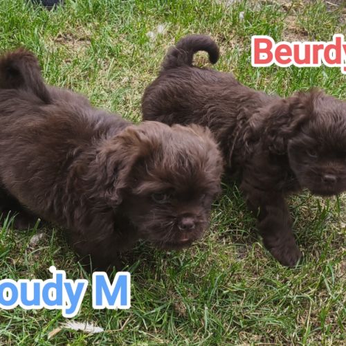 Chiots croisés épagneuls breton /shih-tzu #2