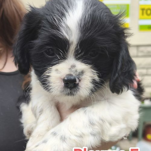 Chiots croisés épagneuls breton /shih-tzu #6