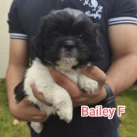 Chiots croisés épagneuls breton /shih-tzu #1