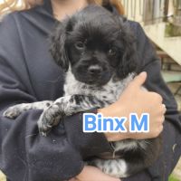 Chiots croisés épagneuls breton /shih-tzu #3