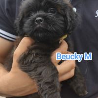 Chiots croisés épagneuls breton /shih-tzu