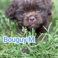 Chiots croisés épagneuls breton /shih-tzu #7