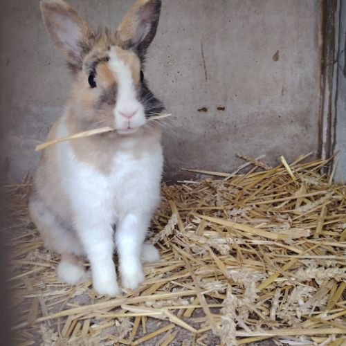 Lapin nain femelle #0
