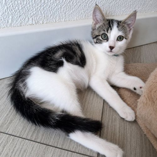 Chaton rhum