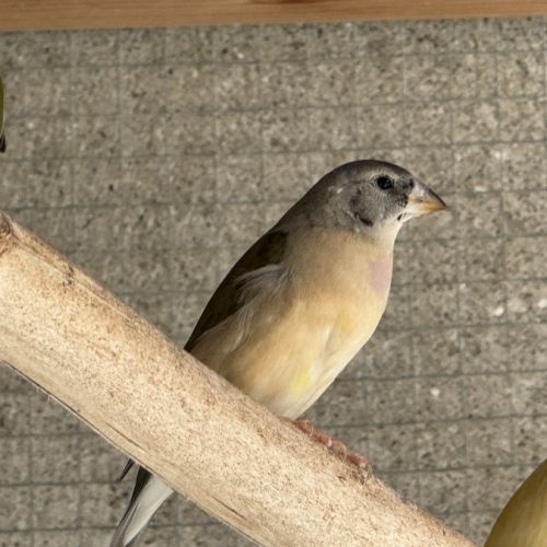 2 mâles gould #5