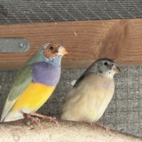 2 mâles gould #1