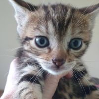 Chaton kowhai #0