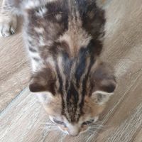Chaton kowhai #2