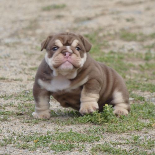 Chiot bulldog anglais exotique #0