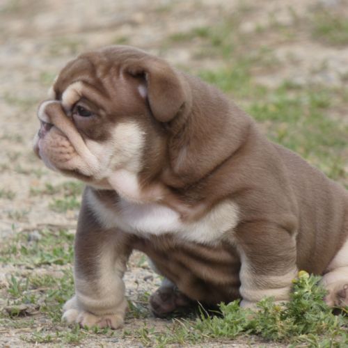 Chiot bulldog anglais exotique #3
