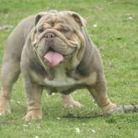 Chiot bulldog anglais exotique #1