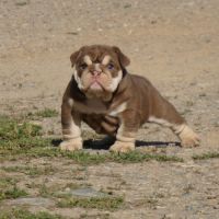 Chiot bulldog anglais exotique