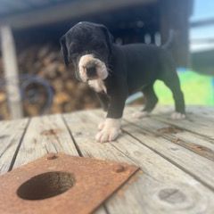 Chiots dogue allemand #0