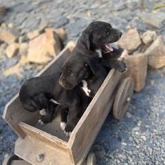 Chiots dogue allemand #2