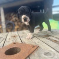 Chiots dogue allemand