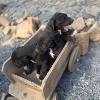 Chiots dogue allemand #2