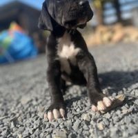 Chiots dogue allemand #3