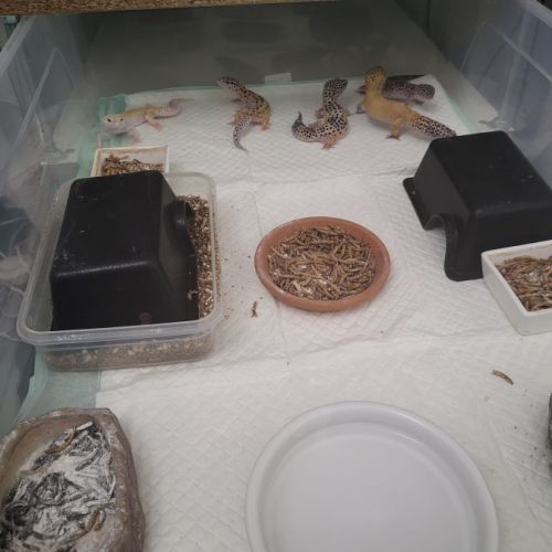 4 femelles gecko léopard adulte plus un mâle #1