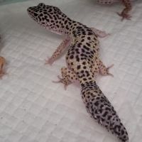 4 femelles gecko léopard adulte plus un mâle #2