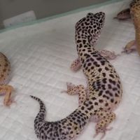 4 femelles gecko léopard adulte plus un mâle #3
