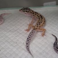 4 femelles gecko léopard adulte plus un mâle #0