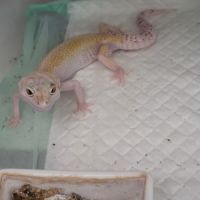 4 femelles gecko léopard adulte plus un mâle #5