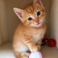 Chaton harry #3
