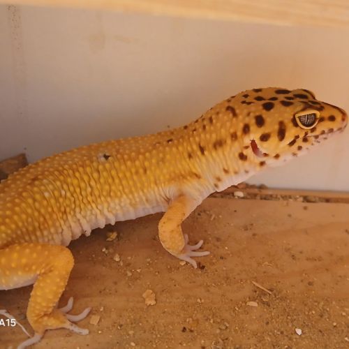 Lézard gecko léopard mâle, âgé de 2 ans #3