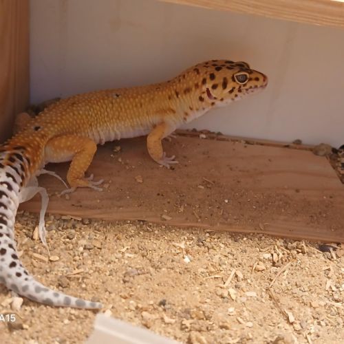 Lézard gecko léopard mâle, âgé de 2 ans #4