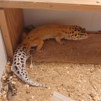 Lézard gecko léopard mâle, âgé de 2 ans #2