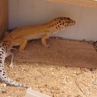 Lézard gecko léopard mâle, âgé de 2 ans #4