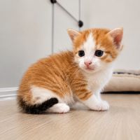 Chaton bora #5