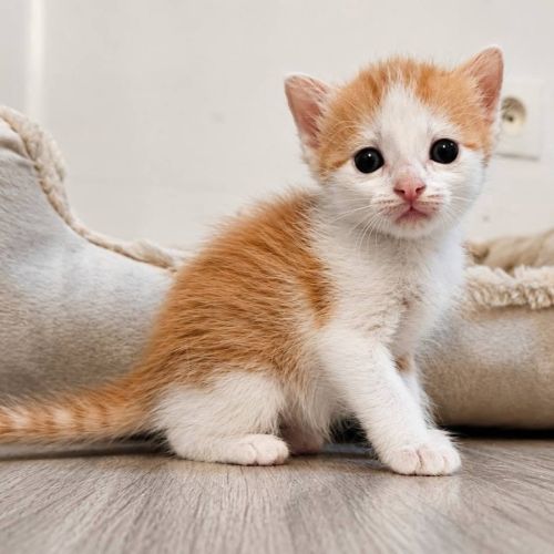 Chaton biscoff #1