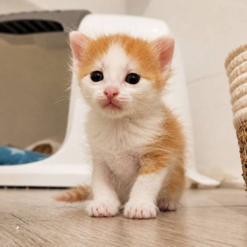 Chaton biscoff #3