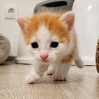 Chaton biscoff #0