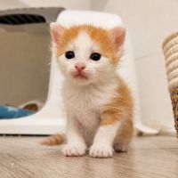 Chaton biscoff #3