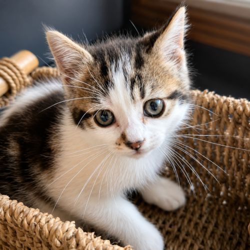 Chaton bianca #3