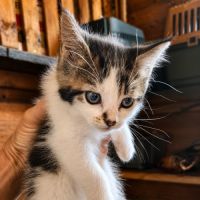 Chaton bianca