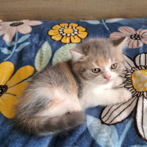 2 adorables chatons scottish straight loof #2