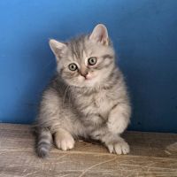 2 adorables chatons scottish straight loof #0